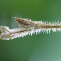 Calopogonium mucunoides Desv.